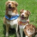 Dog Bandana & Ruffle Dog Collars