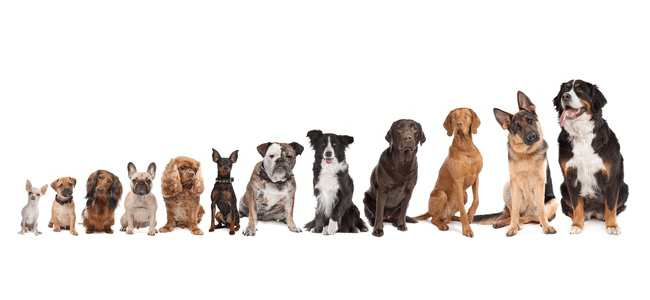 Dog Sizes - What's Right for Your Family