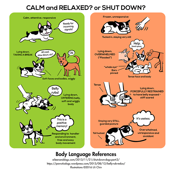 Dog Body Language Reference Charg