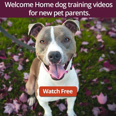 Welcome Home Dog Training Series