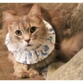 Ruffle Cat Collar