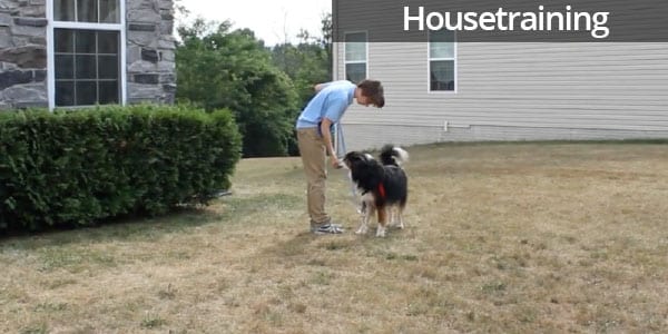 Housetraining a New Dog
