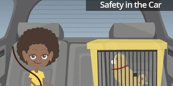 Pet Safety in the Car