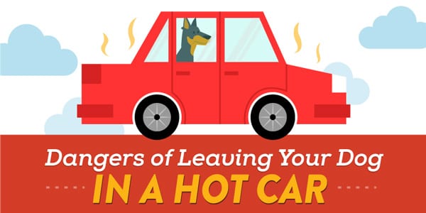 Dangers of Leaving your Dog in a Hot Car