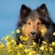 pet-disaster-recovery-avoidance