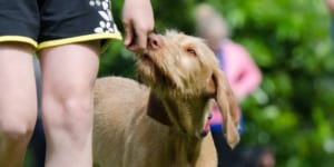 Counter Conditioning With Dogs